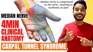 carpal tunnel syndrome clinical anatomy of median nerve  median nerve clinical anatomy [upl. by Nivar]