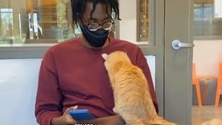 When the Cat at the adoption center chooses you 🧡 [upl. by Bartholomeo]