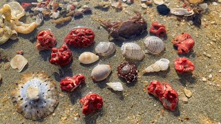 RED CORAL AND WENTLETRAPS Micro shelling at high tide  3 rare bubble shells [upl. by Blaine564]