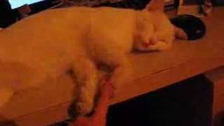 Waking up a deaf cat [upl. by Aryas]