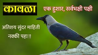 कावळा माहिती मराठी  kavala mahiti in marathi [upl. by Nitza]