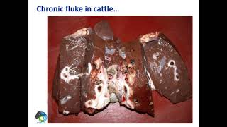 Looking at the impact of liver fluke surveillance detection methods and treatment [upl. by Hras]