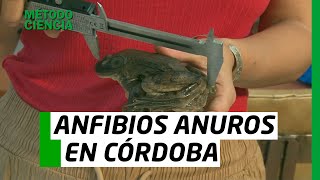 MÉTODO CIENCIA  ANFIBIOS ANUROS EN CÓRDOBA [upl. by Urian]