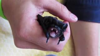 Baby bats running amok [upl. by Ricardama]