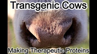 Transgenic cows making therapeutic proteins [upl. by Hauser34]