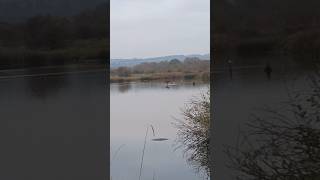 Cormorant Flapping Wings birdwatching [upl. by Nahtal]