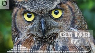 The Great Horned Owl Sounds That Will Get You Listening [upl. by Onileba419]