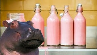 Is Hippo Milk Pink [upl. by Sehguh]