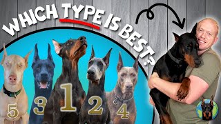 The Best Type of Doberman to Get Your Perfect Match [upl. by Demetra]