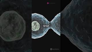 Animal Cells vs Plant Cells Key Differences ytshort ytshorts kids love like biology facts [upl. by Iohk]