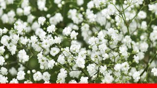 9 Best Tiny Flowers For Your Garden 🛋️ [upl. by Erfert110]