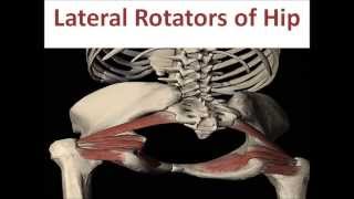 Lateral Rotators of Hip Joint [upl. by Masterson913]