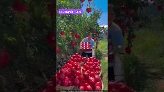 अनार की फार्मिंग shortsfeed shorts pomegranate cgnavkisan farming agriculture [upl. by Matusow]