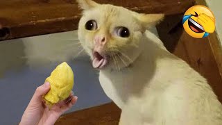 Funniest Animals 2023 😂 Best Funny Animal Videos 2023 🥰 [upl. by Amhsirak]