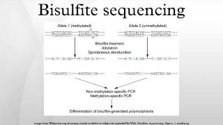 Bisulfite sequencing [upl. by Niuq]