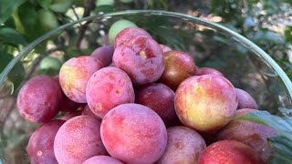 Methley Plum Harvest  Year 3 May 15 2024 [upl. by Ihel844]