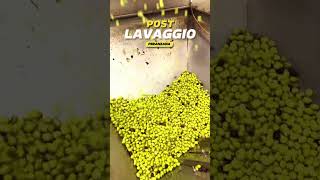 Catena di trasformazione  Primo passaggio shortvideo olive olivefarm agricoltura [upl. by Hauck389]