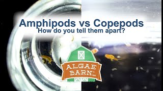 Amphipods vs Copepods [upl. by Eilime]