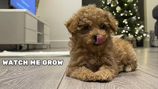 Toy Poodle Puppy To Fully Grown Adult Time Lapse [upl. by Nedyrb]