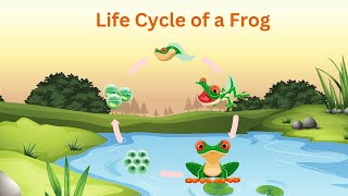 Life Cycle of a Frog  Educational Video for Kids [upl. by Drofyar]