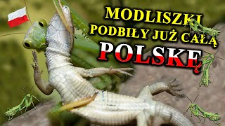 MODLISZKI Polują na Węże Myszy a Nawet Ptaki  Skąd Wzięły się w Polsce [upl. by Diet461]