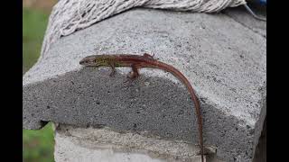 Avrupa Yeşil kertenkele Lacerta viridis Lagarto Verde europeo Lacerta viridis [upl. by Sudbury]