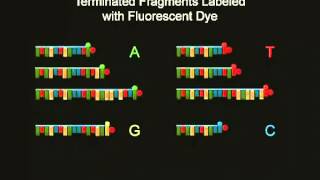 PCR Animation [upl. by Nojed]