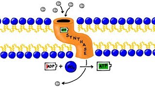 ATP Synthesis and Chemiosmosis in Photosynthesis [upl. by Enilekaj745]