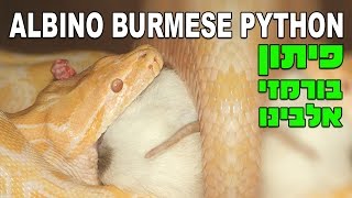 Python Molurus Bivittatus נחש פיתון בורמזי לבקן אוכל חולדה חיה [upl. by Durware]