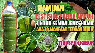 Pestisida Paling Ampuh Pukul KO Semua Jenis Hama Termasuk Tikus Kabur  Bahannya Ada Disekitar Kita [upl. by Tad326]