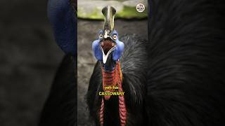 Cassowary  साक्षात यमराज shorts [upl. by Brigg]