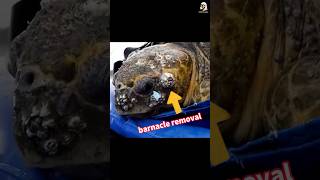 Rescue a Turtle turtle barnacle removal barnacles turtle Shorts [upl. by Salahcin927]