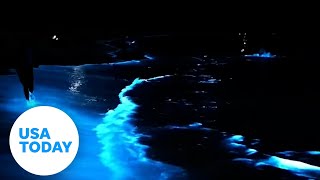 Rare bioluminescent algae lights up the ocean at night  USA TODAY [upl. by Anitel763]