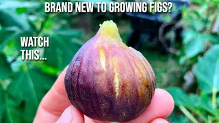 Brand New to Growing Figs Watch This [upl. by Nylinnej167]