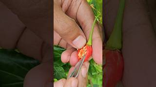 വിത്തെന്ന ഫാക്ടറി shorts farming chilly vegetables malayalam [upl. by Hahcim682]