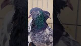 punjabisong foryou pigeon pardesi kabootar kabutar birds pigeonlover [upl. by Deny]