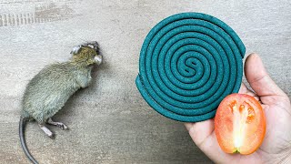 Get Rid of Mice and Rats Naturally in Just One Minute 🐭🚫 [upl. by Enamart]