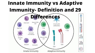 Innate Immunity vs Adaptive Immunity Definition and 29 Differences [upl. by Loutitia]