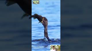 Great Cormorant eats the whole fish 🐠short fishing bird wildlife viral ytshots sunillizavlogs [upl. by Ahsinar426]