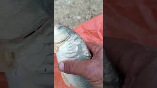 Geri salım candır lûtven unutmayalım fishing carpfish balikavi fish [upl. by Helbon]