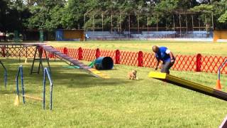 Brussels griffon agility 3 [upl. by Darelle200]