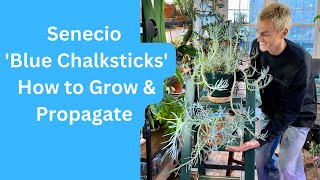 Senecio mandraliscae Blue Chalksticks  How to Grow amp Propagate [upl. by Oer]