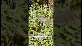 California gnatcatcher a valuable insectivore bird in Southern California and Baja landscapes [upl. by Cody]