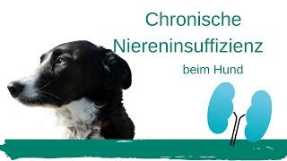 Chronische Niereninsuffizienz beim Hund [upl. by Greenlee626]