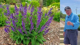 EASY Tips To Get The BEST From Perennial Meadow Sages  Salvia May Night amp Blue Hill [upl. by Annahtur]