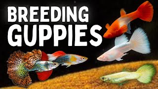 How to Breed Guppies Beginners Guide [upl. by Eyram256]