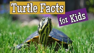 Turtle Facts for Kids [upl. by Allayne850]