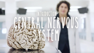 Neuroanatomy S1 E1 Intro to the Central Nervous System neuroanatomy science medicine brain [upl. by Diarmit]