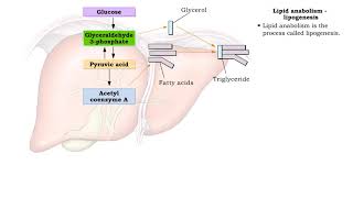 Lipid catabolism  ketogenesis and oxidation of glycerol and Lipid anabolism lipogenesis [upl. by Ennaehr]