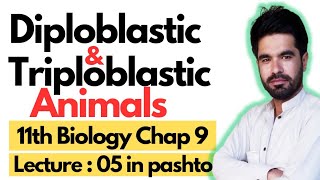 Diploblastic and Triploblastic Organization  11 biology chapter 9 in pashto  Lecture 05 [upl. by Enoitna]